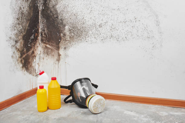 Best Home Mold Removal  in Roseburg, OR