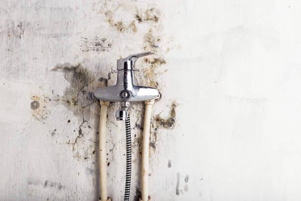 Best Mold Removal Near Me  in Roseburg, OR