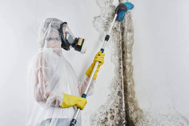 Attic Mold Removal in Roseburg, OR