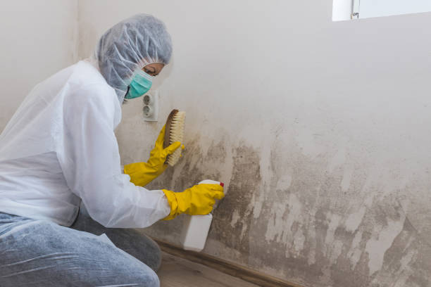 Best Attic Mold Removal  in Roseburg, OR