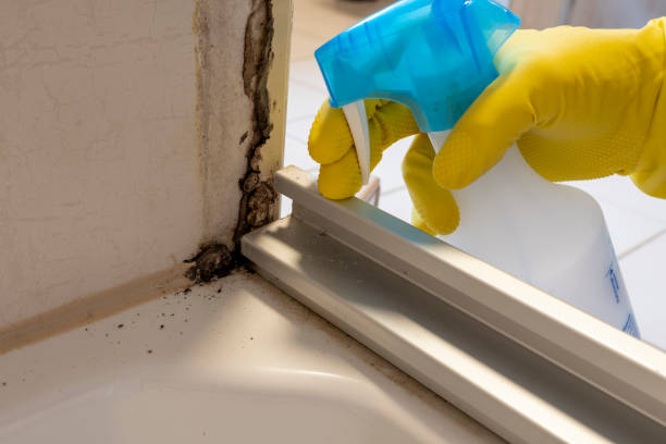 Certified Mold Removal in Roseburg, OR