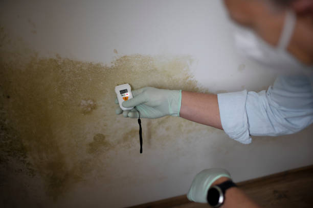 Best Local Mold Removal Service  in Roseburg, OR