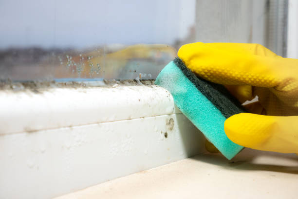 Best Mold Cleaning Services  in Roseburg, OR