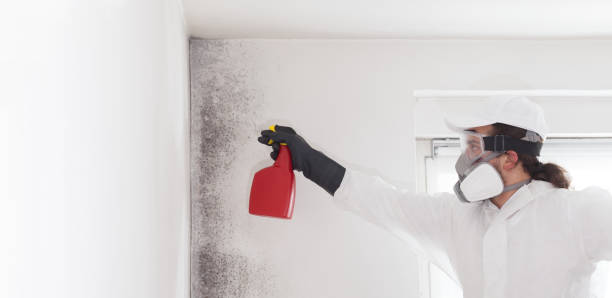 Trusted Roseburg, OR Mold Removal Experts