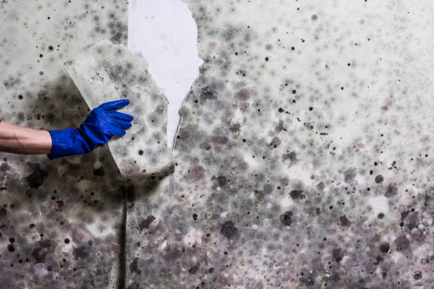 Best Residential Mold Removal  in Roseburg, OR