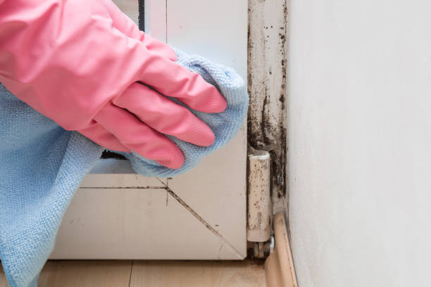 Best Office Mold Removal Services  in Roseburg, OR