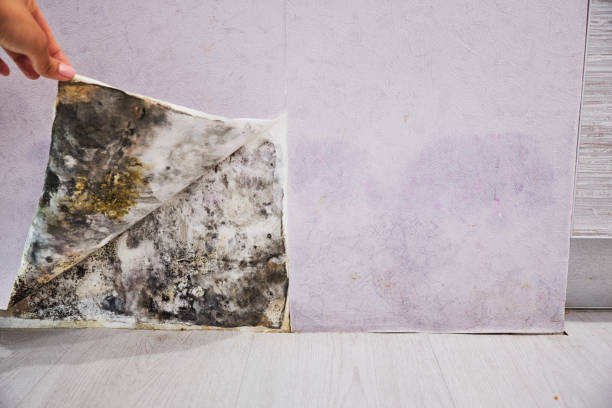 Best Black Mold Removal  in Roseburg, OR